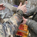 Aging Mallards while banding