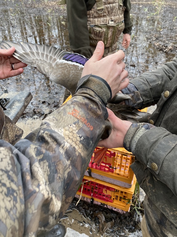 Dr Doug Osborne Aging Mallards while banding