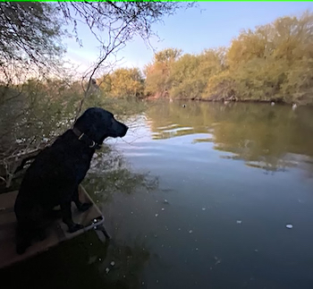 Arizona Duck Hunting Habitat