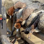 Azerbaijan Ducks