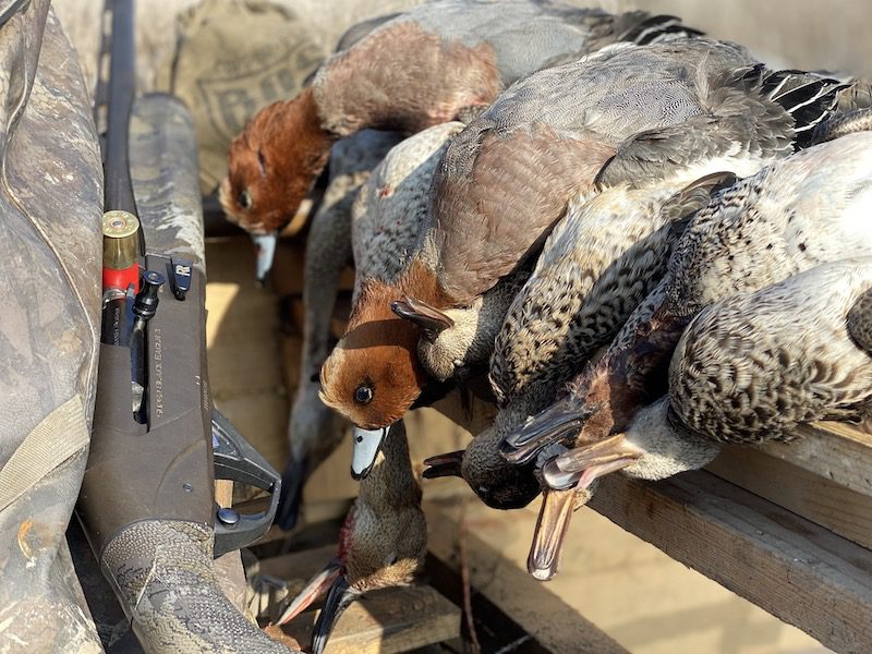 Azerbaijan Ducks