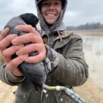 Banded Coot