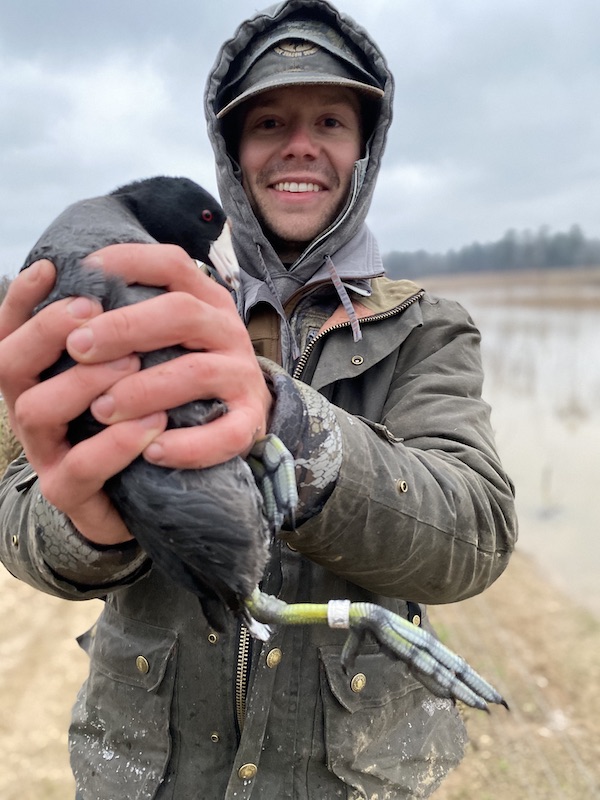 waterfowl Banded Coot