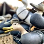 New Jersey black duck decoys