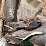 Eurasian Greenwinged Teal Bag
