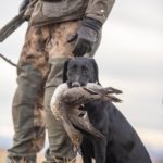 Montana barley field hunt