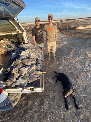 Pigeon Hunting Arizona