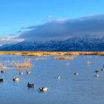 Utah duck hunting