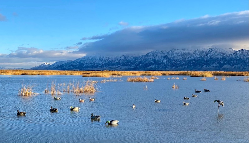 Utah duck hunting