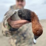 Common Pochard Duck Species in Azerbaijan
