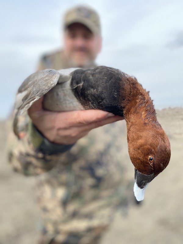 Common Pochard Duck Species in Azerbaijan