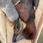 Azerbaijan Duck Species