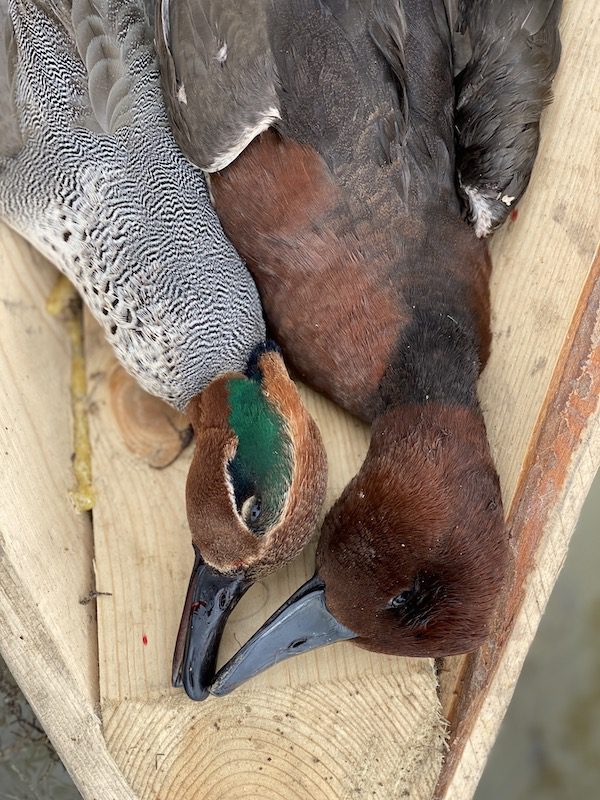 Azerbaijan Duck Species