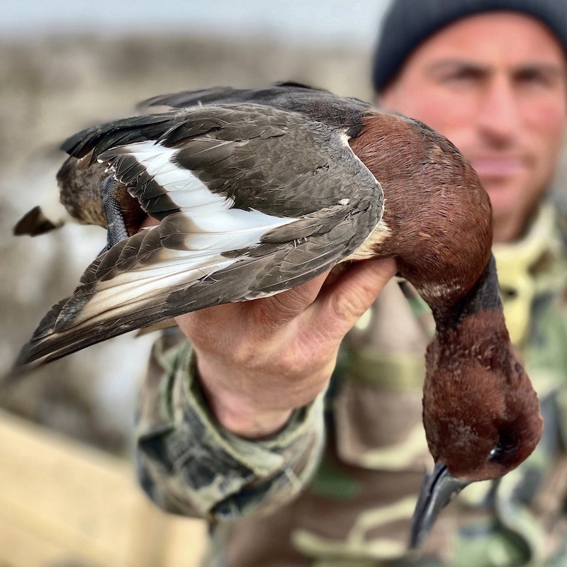 Ferruginous Pochard Duck Species