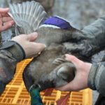 waterfowl banders age mallards