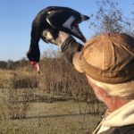 what duck species in argentina duck hunt