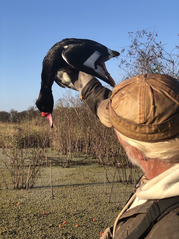 what duck species in argentina duck hunt