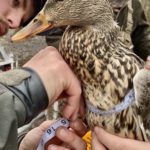 Dr Doug Osborne Measuring hen mallard before banding