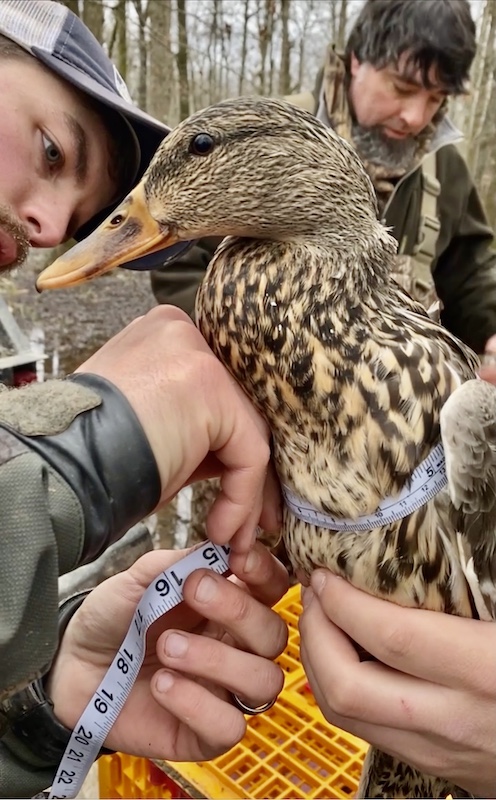 Measuring hen mallard before banding