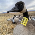 Matt McCormick Dave Smith Canada goose Hunting Decoy