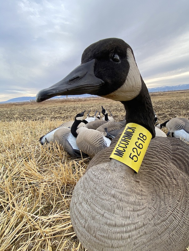 Matt McCormick canada goose hunting decoy