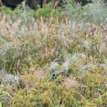 Moist-soil Vegetation Management for Waterfowl habitat