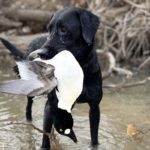 Duck Hunting Montana