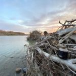 montana duck hunting on island