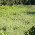 Blue winged teal Waterfowl Habitat