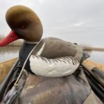Red Crested Pochard Decoy