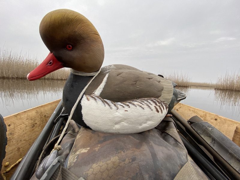 Red Crested Pochard Decoy