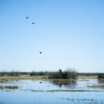 Triples Rio Salado Duck Hunt Argentina