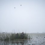 Wild Duck Hunt in Argentina