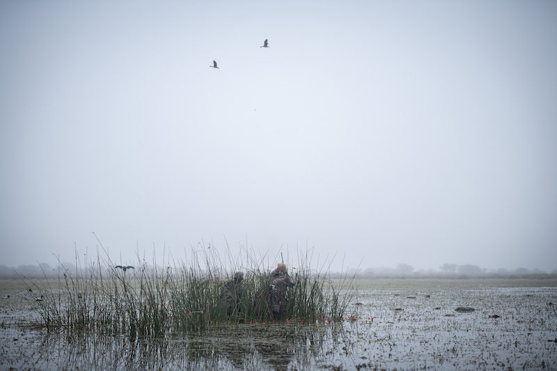 Wild Duck Hunt in Argentina