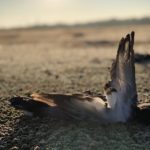 where to hunt Rio Salado Argentina