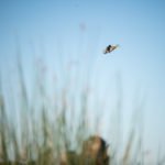 species of ducks hunted in argentina