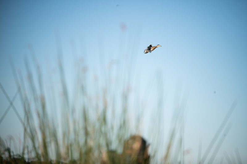 species of ducks hunted in argentina