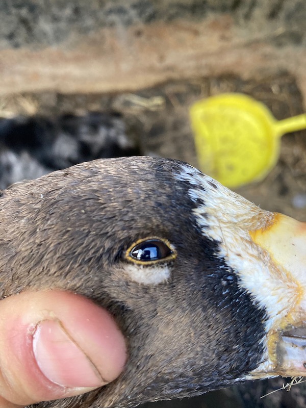 Tule Goose Close Up