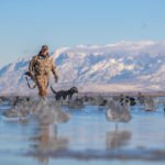 guided utah duck hunting trips