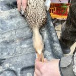 Dr Doug Osborne measuring hen mallard