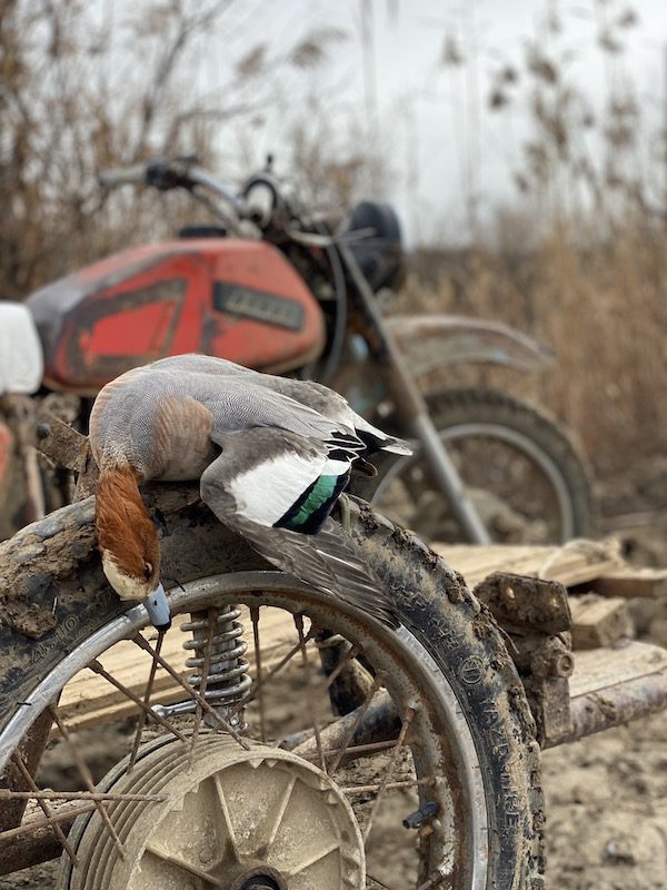 Azerbaijan Duck Hunting Photo