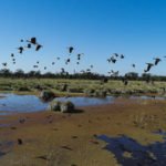 whistling duck species hunted in argentina