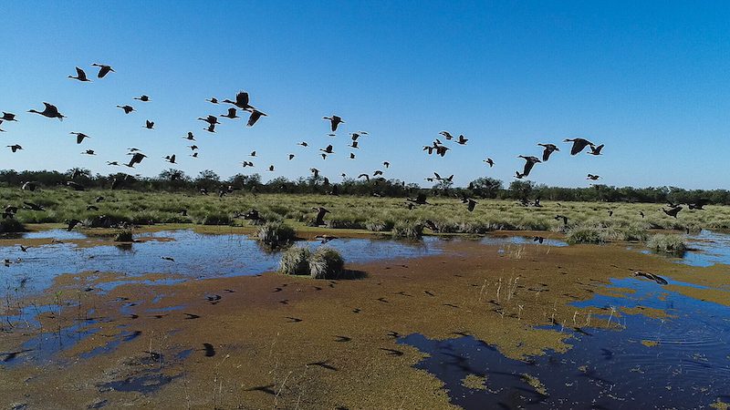 whistling duck species hunted in argentina