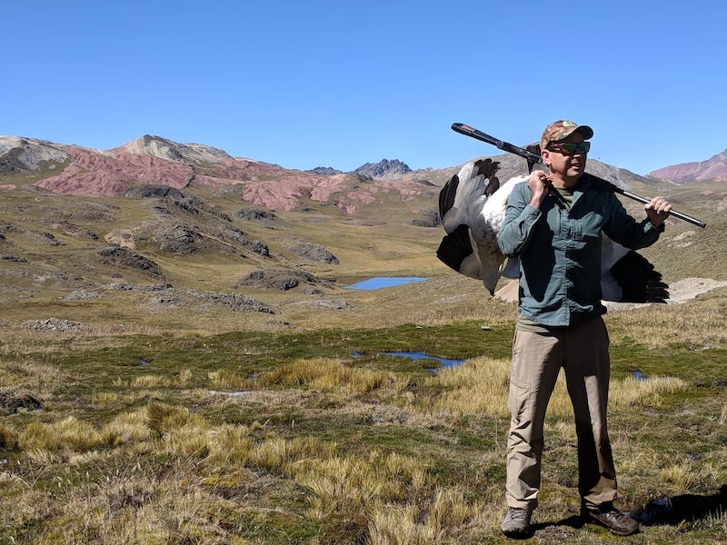 andean goose trophies in peru