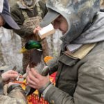 dr doug osborne mallard banding