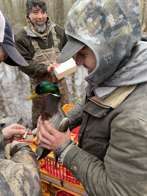 Dr Doug Osborne mallard banding