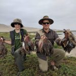 coastal cinnamon teal hunting peru