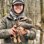 Waterfowl gadwall banding