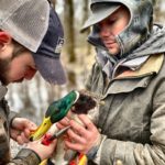 banding greenheads