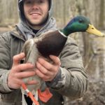 banded mallard